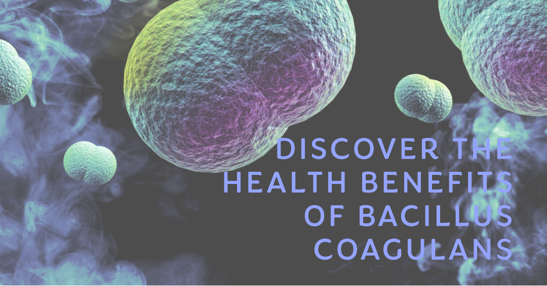 health benefits of bacillus coagulans header